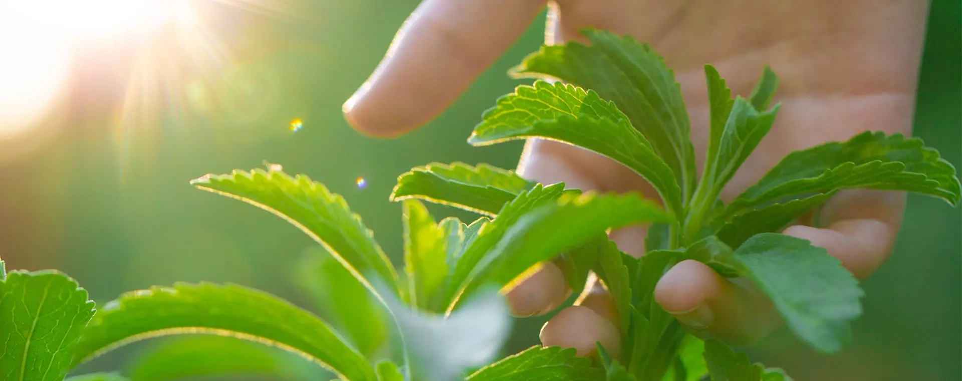 Ingvia<sup>®</sup>Reb A