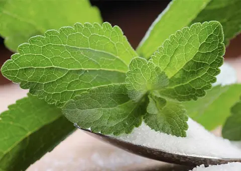 What Is Steviol Glycosides?